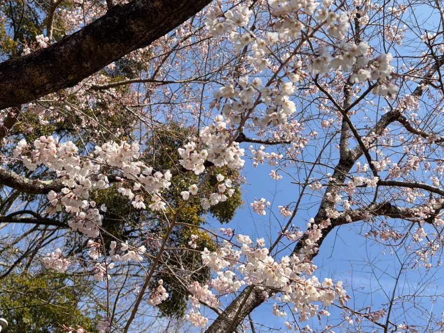 2026年3月24日現在