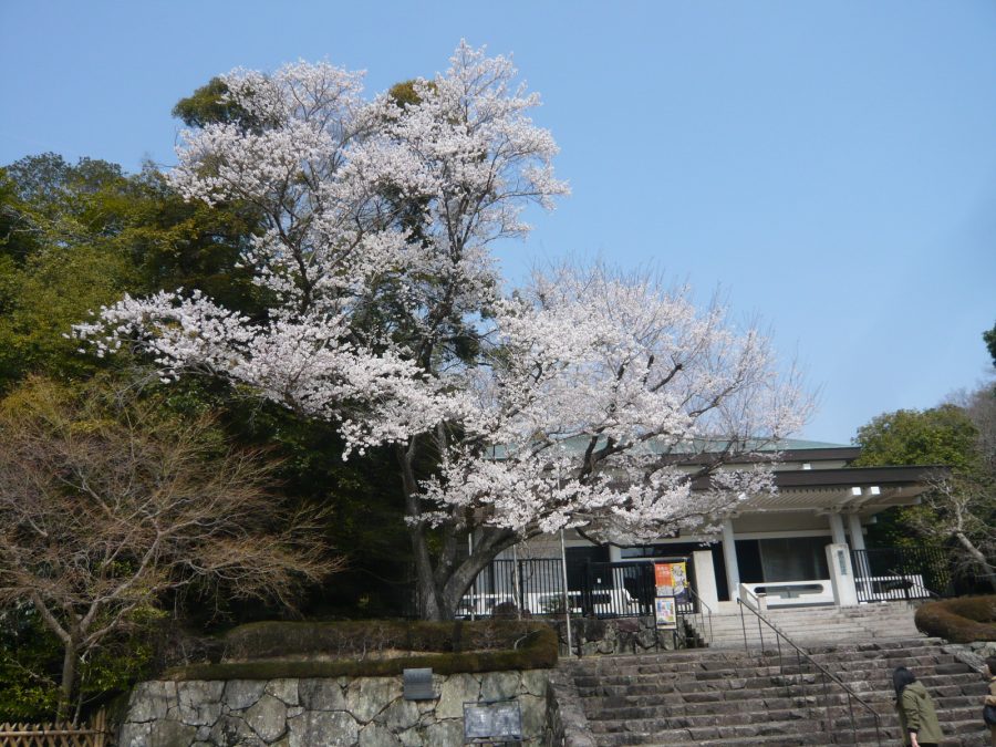 鉄斎美術館前の満開の淡墨桜