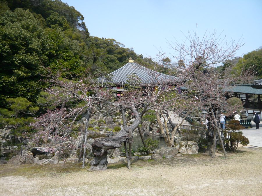 1~3分咲きほどのソメイヨシノ