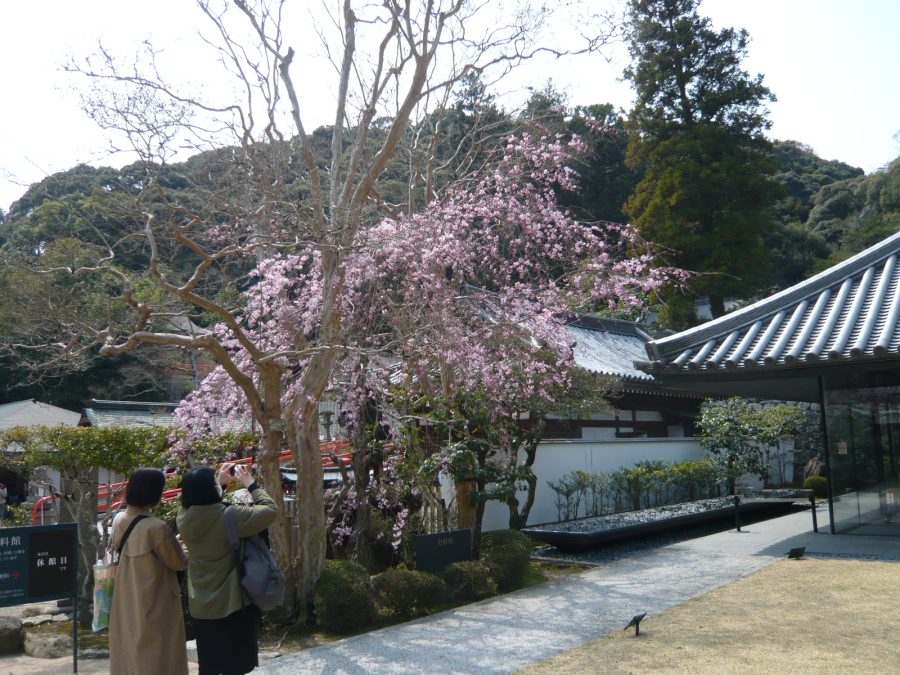 5分咲き程のしだれ桜