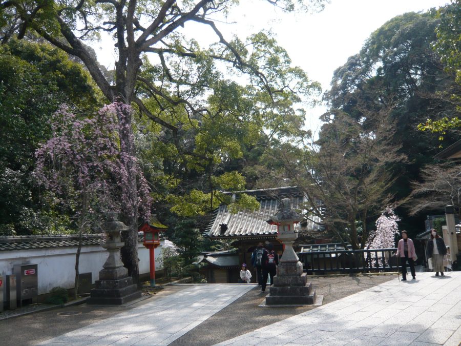 5分咲き程のしだれ桜