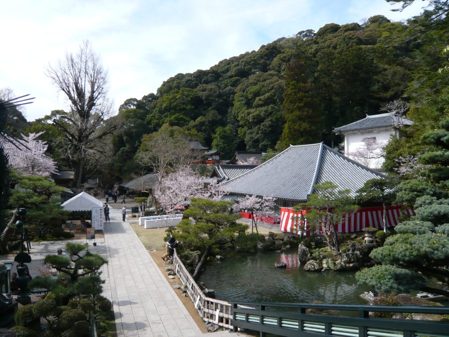 境内の満開の桜