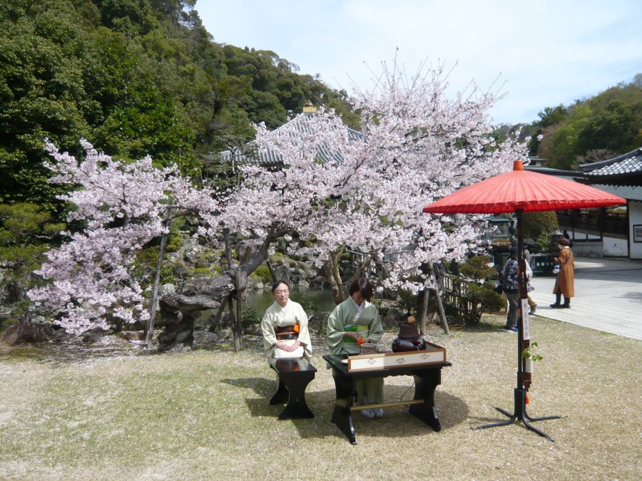 桜の下での野点
