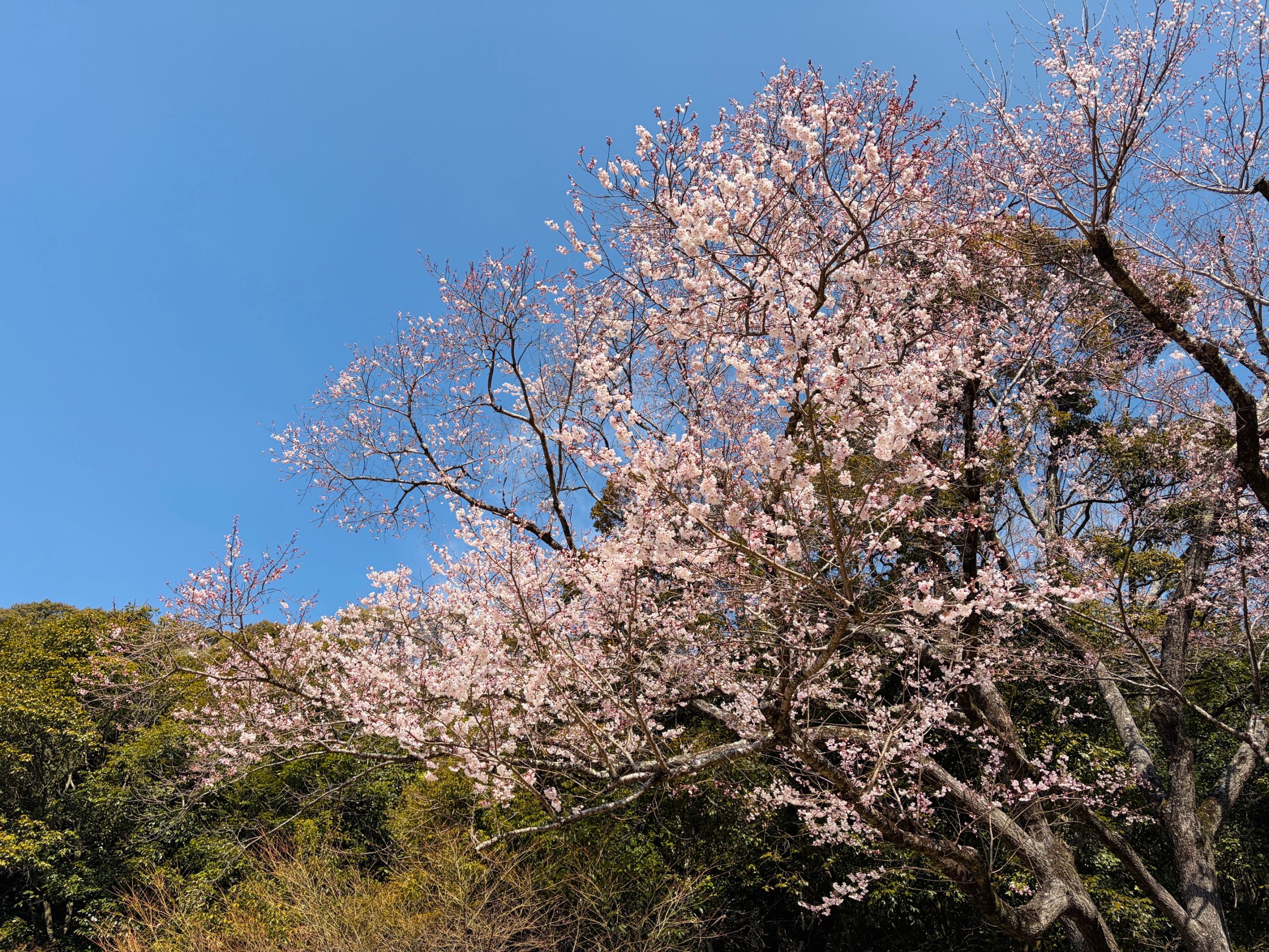淡墨桜開花情報（3/24 三～四分咲き） | 鉄斎美術館からのお知らせ