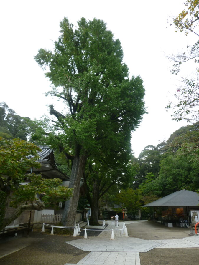 境内中央の大イチョウ